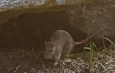 A rat in Riverside Park