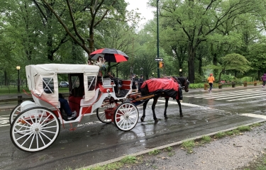 A horse and carriage in Central Park