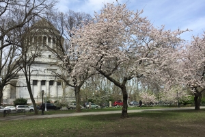 Grant's Tomb with Cherry Blossoms