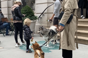 A dog being walked by Ralph Lauren's store for women, on the Upper East Side